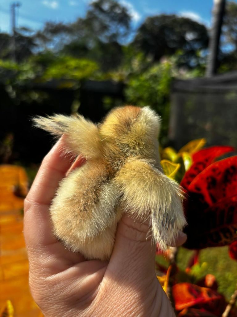 Pintinho fofo