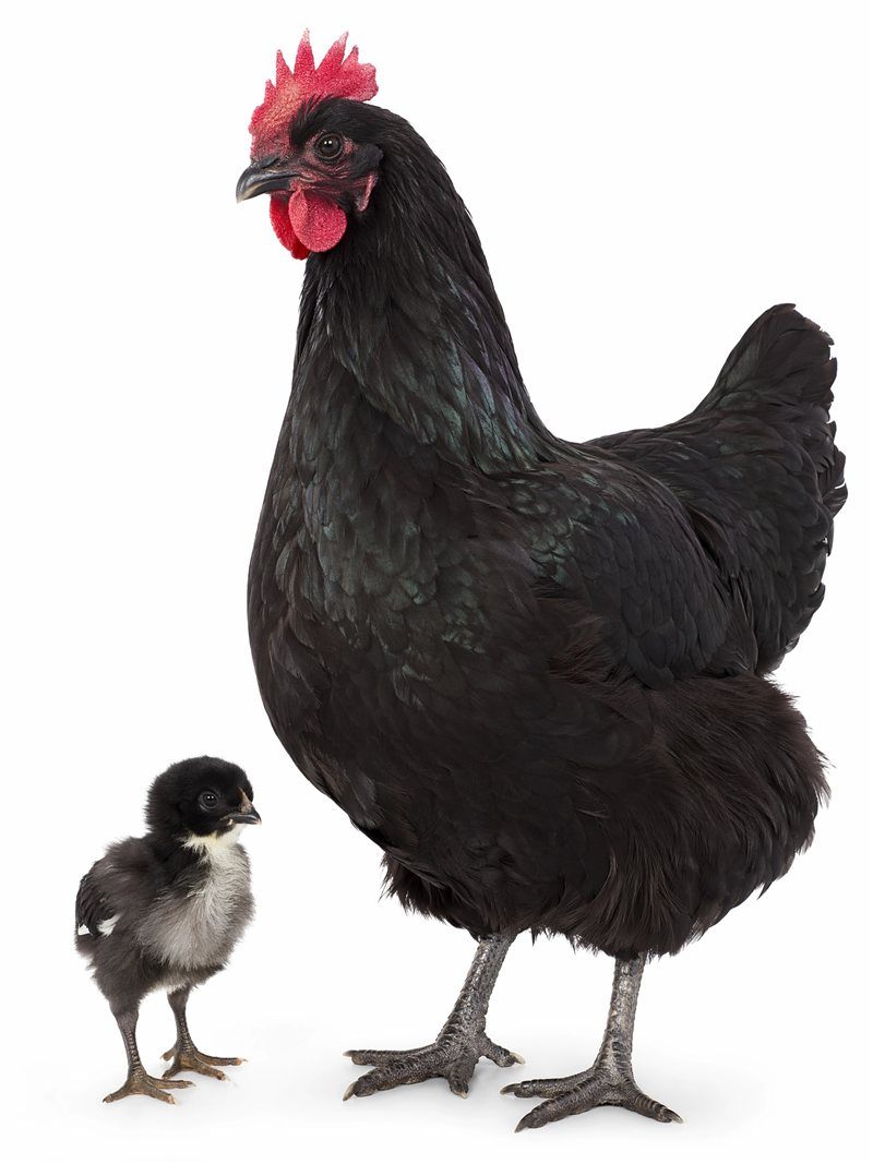 Gigante Negro